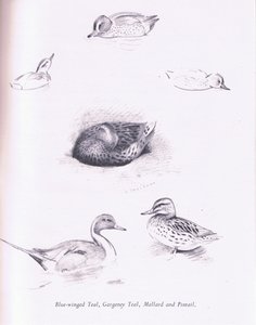 Modrá okřídlená, Garganey, Teal, Mallard a Pintail, 1938 od Archibald Thorburn