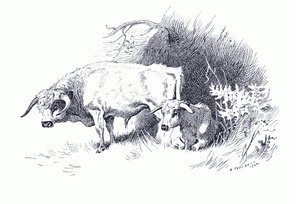 Závěsný od Archibald Thorburn