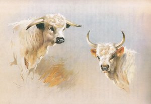 Chartley Bull a Chillingham Bull, z Thorburn