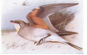 Collared Pratincloe, od Birds of the British Isles and Their Eggs, vydané Frederick Warne & Co Ltd, 1958