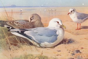 Racek obecný (dospělý a mládě), racek černohlavý (zimní) (barevná litografie) od Archibald Thorburn