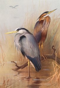 Volavka popelavá, volavka fialová (barevná litografie) od Archibald Thorburn