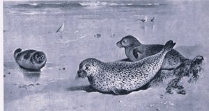 Common Seal, Nature in Britain vydal Collins od Archibald Thorburn