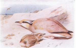 Krémově zbarvený Courser, od Birds of the British Isles and Their Eggs vydal Frederick Warne & Co Ltd, 1958