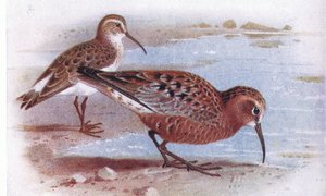 Curlew Sandpiper, z Birds of the British Isles and Their Eggs publikoval Frederick Warne & Co Ltd, 1958