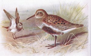 Dunlin (léto a zima), z Birds of the British Isles and Their Eggs vydané Frederick Warne & Co Ltd, 1958 od Archibald Thorburn