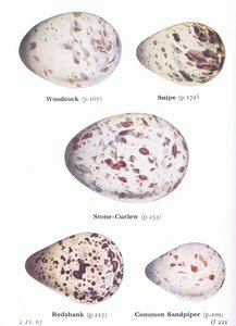 Vejce: sluka lesní; Snipe, Stone Curlew, Redshank, Common Sandpiper, from Birds of the British Isles and Their Eggs, vydané Frederick Warne & Co Ltd, 1958 od Archibald Thorburn