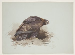 Zlatý orel, kolem roku 1915 (akvarel a tělová barva přes tužku na papíře) od Archibald Thorburn