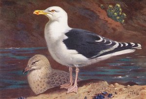 Velký racek černohřbetý (dospělý a mládě) (barevná litografie) od Archibald Thorburn