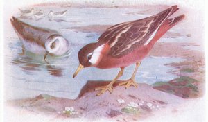 Gray Phalarope (léto a podzim), z Birds of the British Isles and Their Eggs vydané Frederick Warne & Co Ltd, 1958