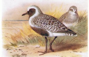 Kulík šedý, z Birds of the British Isles and Their Eggs vydal Frederick Warne & Co Ltd, 1958