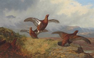 Tetřev v letu od Archibald Thorburn
