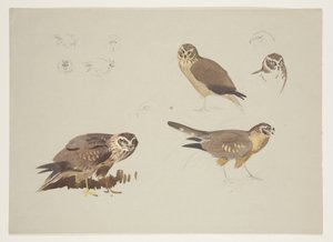 Harrier and ruff, cca 1915 (akvarel a tělová barva přes tužku na papíře) od Archibald Thorburn