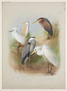 Volavky a volavky, kolem roku 1915 (akvarel a tělová barva přes tužku na desce) od Archibald Thorburn