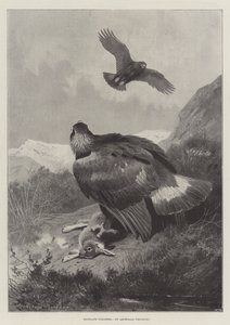Highland Poachers od Archibald Thorburn