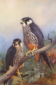 Hobby (muž a žena) (barevná litografie) od Archibald Thorburn