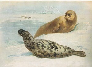 Hooded Seal a Bearded Seal, od Thorburns Mammals vydané Longmans and Co, c. 1920 od Archibald Thorburn