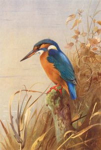 Kingfisher (barevná litografie) od Archibald Thorburn
