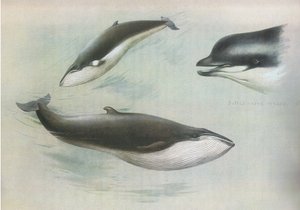 Lesser Rorqual a Rudolphs Rorqual, z Thorburns Mammals vydané Longmans and Co, c. 1920 od Archibald Thorburn
