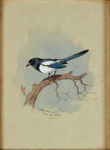 Straka na větvi (akvarel a inkoust) od Archibald Thorburn