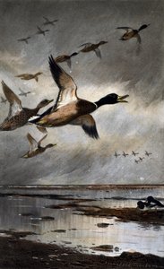 Kachna divoká v letu od Archibald Thorburn
