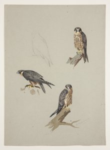 Muž Merlin, kolem roku 1915 (akvarel a tělová barva přes tužku na papíře) od Archibald Thorburn