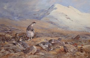 Na Ptarmigan Ground (akvarel) od Archibald Thorburn