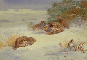  od Archibald Thorburn