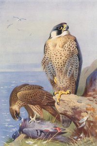 Sokol stěhovavý (barevná litografie) od Archibald Thorburn