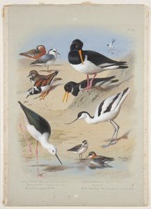 Phaleropes, ústřičník, avocet, turnstone a chůda, kolem roku 1915 (akvarel a tělová barva s arabskou gumou přes tužku na desce) od Archibald Thorburn