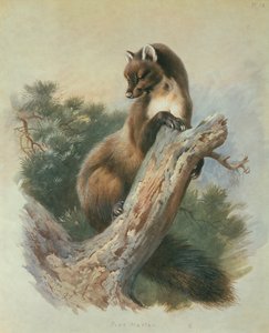Borová kuna od Archibald Thorburn