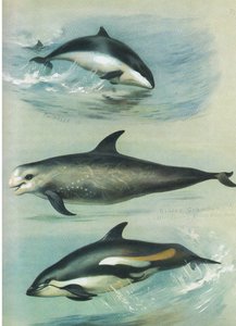 Porpoise, Rissos Grampus a White Sided Dolphin, z Thorburnových savců publikovaných Longmans and Co, kolem roku 1920 od Archibald Thorburn