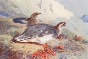 Ptáčník obecný (samec a samice, podzim) (barevná litografie) od Archibald Thorburn