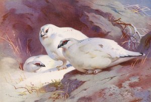 Ptáčník obecný (samec a samice, zima) (barevná litografie) od Archibald Thorburn
