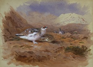 Ptarmigan in a Highland Landscape (akvarel) od Archibald Thorburn