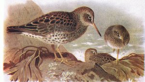 Purple Sandpiper, from Birds of the British Isles and Their Eggs publikoval Frederick Warne & Co Ltd, 1958