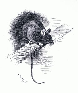 Krysa, hospoda. od Book Club Associates od Archibald Thorburn