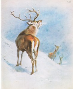 Red Deer, hospoda. od Book Club Associates od Archibald Thorburn