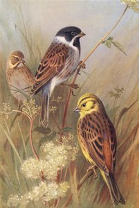 Reed-Bunting (samec a samice), Yellow Bunting nebo Yellow Hammer (barevná litografie) od Archibald Thorburn
