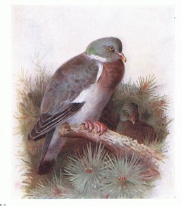 Ring Dove, z Birds of the British Isles and Their Eggs, vydané Frederick Warne & Co Ltd, 1958 od Archibald Thorburn