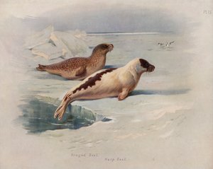 Ringing Seal, Harfa Seal od Archibald Thorburn