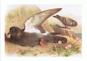 Rock Dove, z Birds of the British Isles and Their Eggs vydané Frederick Warne & Co Ltd, 1958 od Archibald Thorburn