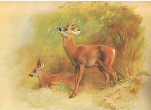 Roe Deer, z thorburns Mammals vydané Longmans and Co, c. 1920 od Archibald Thorburn