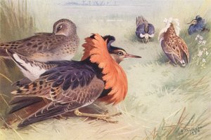 Ruff (čtyři typy samců a samice) (barevná litografie) od Archibald Thorburn