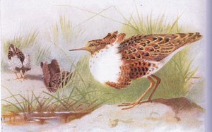 Ruffs and Reeves, from Birds of the British Isles and Their Eggs, vydané Frederick Warne & Co Ltd, 1958