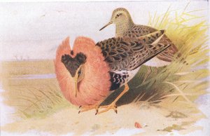 Ruffs and Reeves, from Birds of the British Isles and Their Eggs, vydané Frederick Warne & Co Ltd, 1958 od Archibald Thorburn