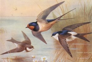 Sand-Martin, Swallow, Martin (barevná litografie) od Archibald Thorburn