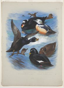 Scoters and stellers eider, cca 1915 (akvarel a tělová barva přes tužku na papíře) od Archibald Thorburn