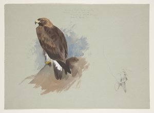 Náčrt králíka mořského orla a tužkou, cca 1915 (akvarel a tělová barva přes tužku na papíře) od Archibald Thorburn