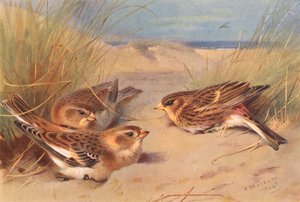 Snow-Bunting (zimní), Twite (barevná litografie) od Archibald Thorburn